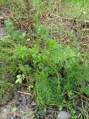 Artemisia capillaris