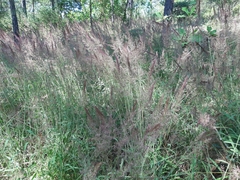 Melinis minutiflora