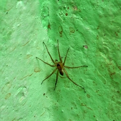 Lycosidae