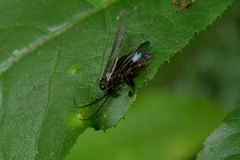 Plecoptera