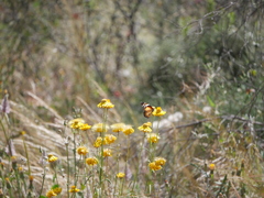 Danaus petilia