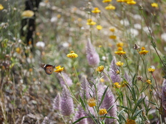 Danaus petilia