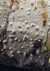 Phaeographis