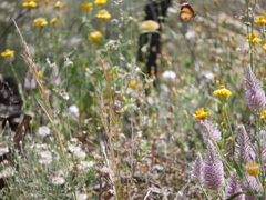 Danaus petilia