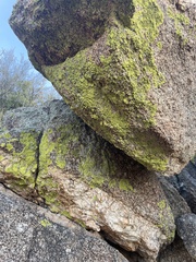 Acarosporaceae
