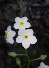 Myosotis sylvatica