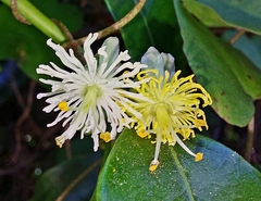 Passiflora tetrandra
