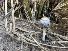 Coprinus comatus