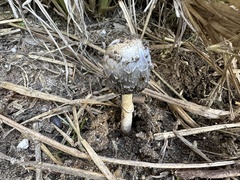 Coprinus comatus