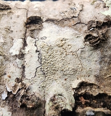 Lecanora hybocarpa