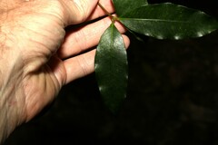 Melodinus australis