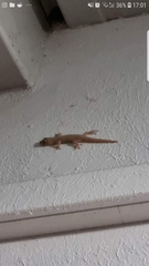 Hemidactylus frenatus