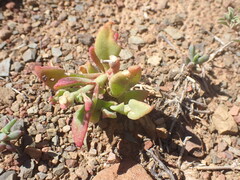 Mesembryanthemum aitonis