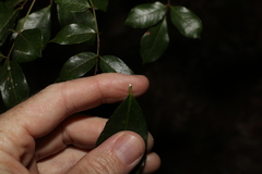 Melodinus australis
