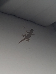 Hemidactylus frenatus