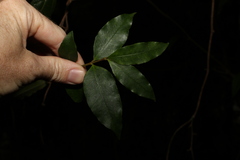 Melodinus australis