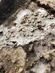 Lecanora hybocarpa
