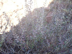 Lepidium africanum