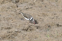 Charadrius tricollaris