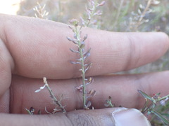 Lepidium africanum