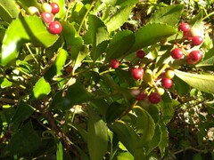 Ardisia cornudentata