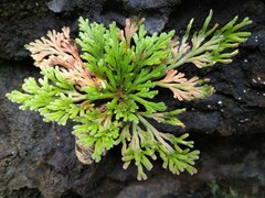 Selaginella tamariscina