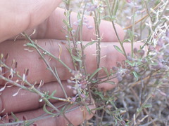 Lepidium africanum