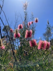 Melaleuca wimmerensis