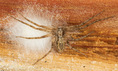 Philodromus cespitum