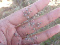 Lepidium africanum