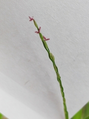 Digitaria radicosa