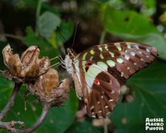 Graphium agamemnon ligatus