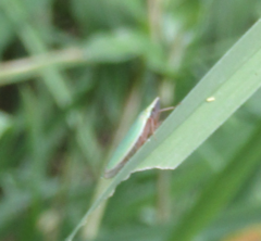 Draeculacephala antica