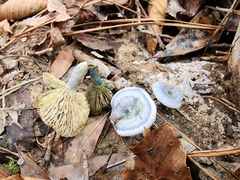 Lactarius indigo diminutivus