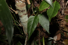Leichhardtia longiloba