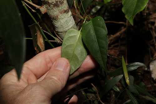 Image of Leichhardtia longiloba by (c) Greg Tasney, some rights reserved (CC BY-SA)