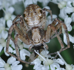 Philodromus collinus