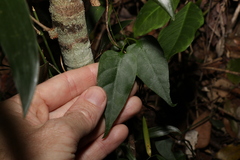Leichhardtia longiloba