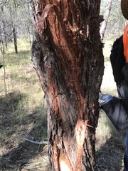 Eucalyptus apothalassica