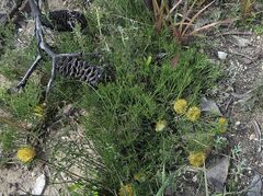 Isopogon prostratus