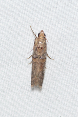 Hypargyria metalliferella