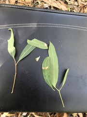 Eucalyptus apothalassica
