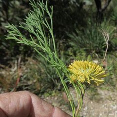 Isopogon prostratus