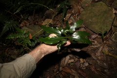 Eupomatia bennettii