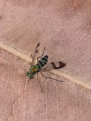 Austrosciapus connexus