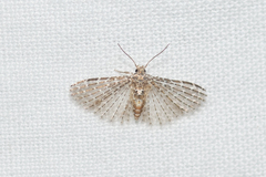 Alucita pygmaea