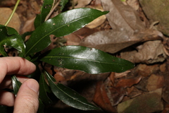 Eupomatia bennettii