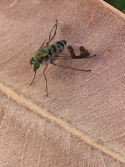 Austrosciapus connexus