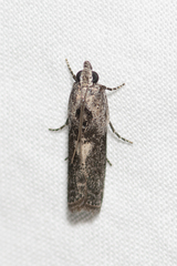Sciota melanostyla