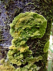 Coenogonium implexum